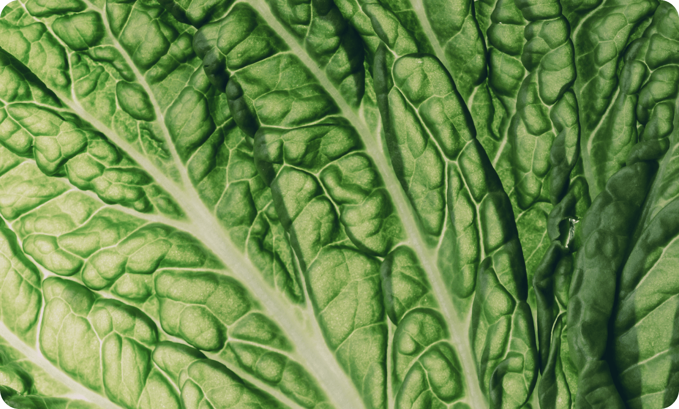 Close up view of a lettuce leaf