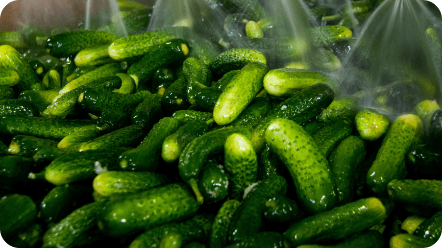 Batch of preserved pickles